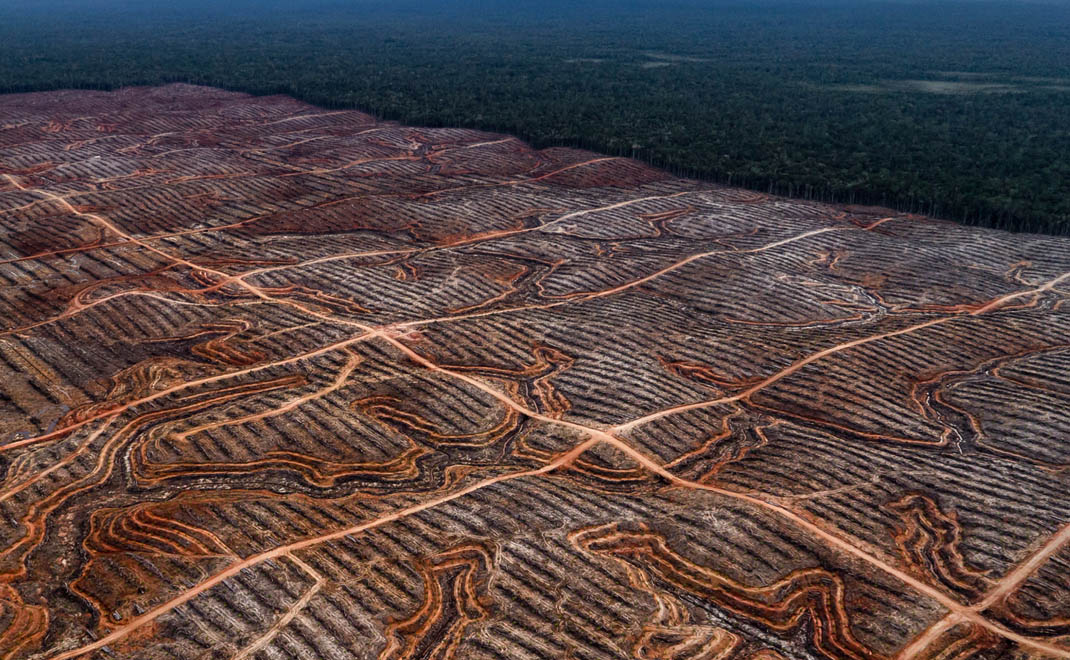 Dampak Minim Industri Sawit atas UU Deforestasi 